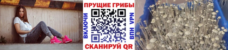 где продают Мамоново Галлюциногенные грибы Psilocybe